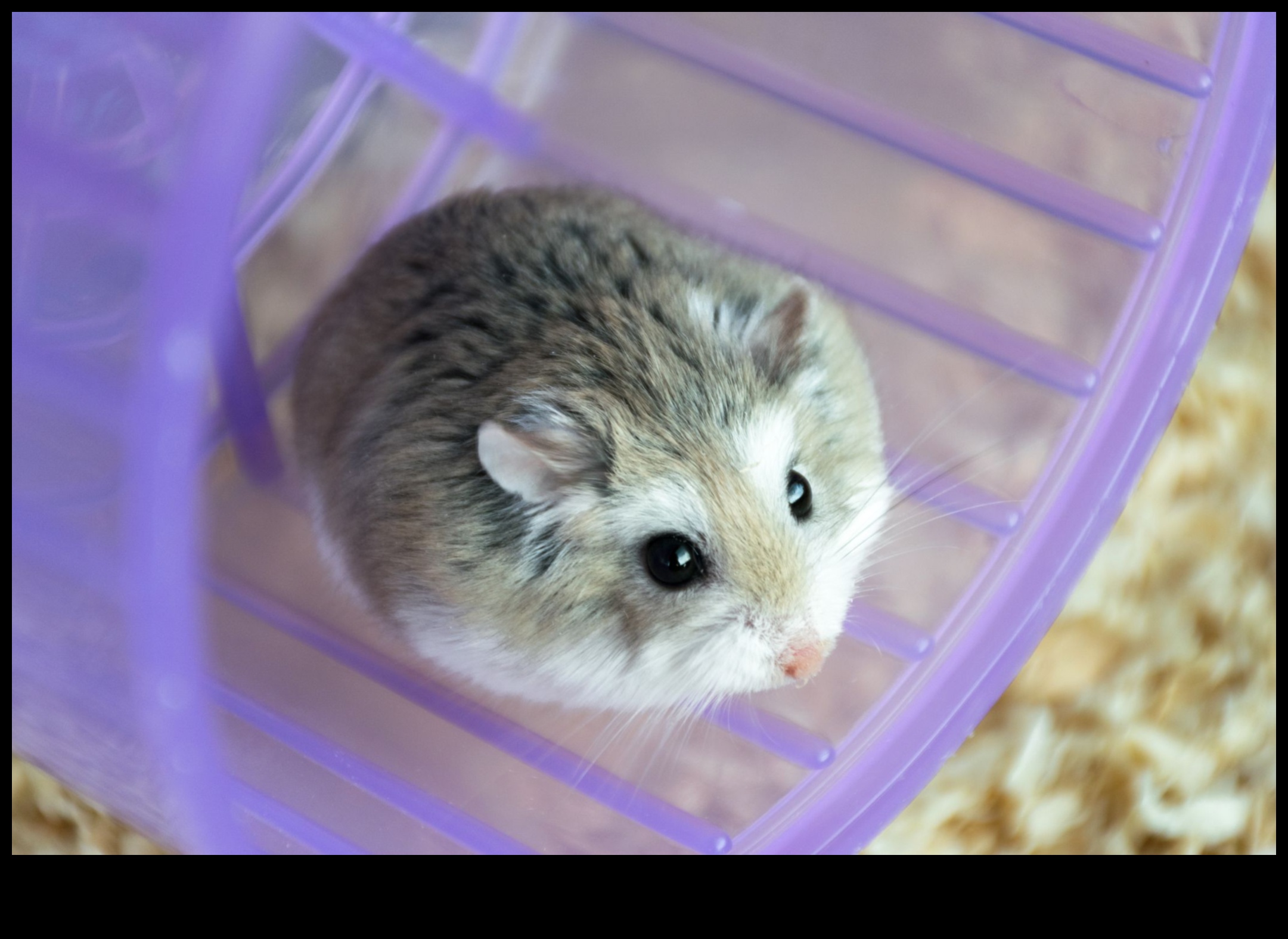 Hamster Irkları Devam Ediyor: Az Bilinen Çeşitler ve Özellikler