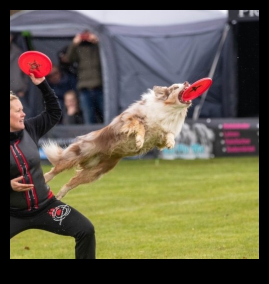 Doggy Disc Dash Devam Ediyor: Frisbee Mücadelelerini Dahil Etmek