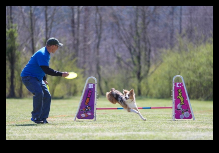 Doggy Disc Dash Devam Ediyor: Frisbee Mücadelelerini Dahil Etmek