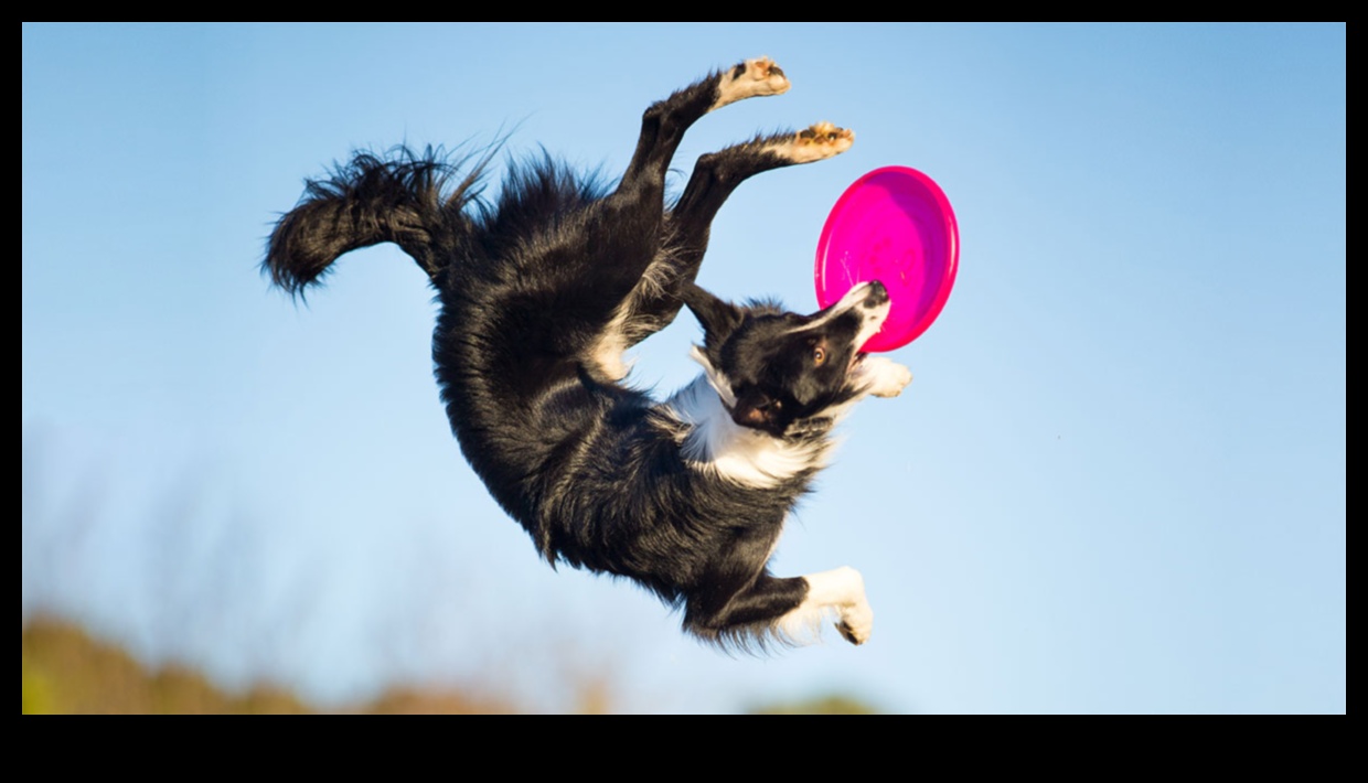 Doggy Disc Dash Devam Ediyor: Frisbee Mücadelelerini Dahil Etmek