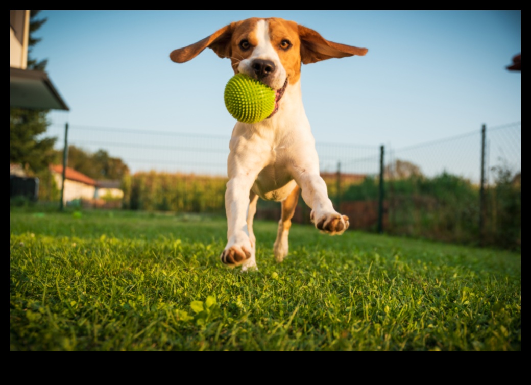 Köpek Karnavalı: Enerjik Köpekler İçin Heyecan Verici Aktiviteler