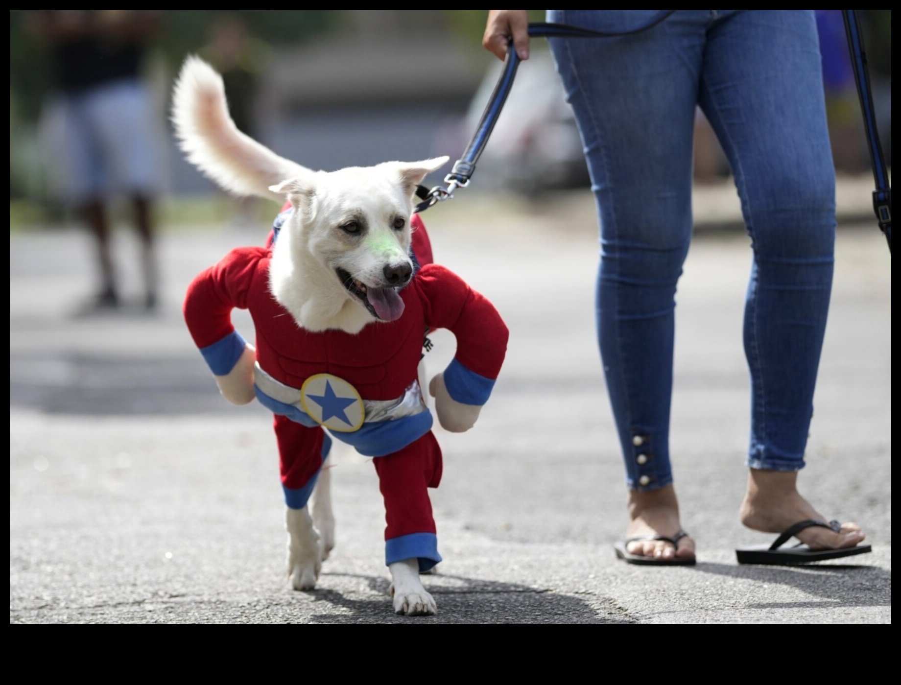 Köpek Karnavalı: Enerjik Köpekler İçin Heyecan Verici Aktiviteler