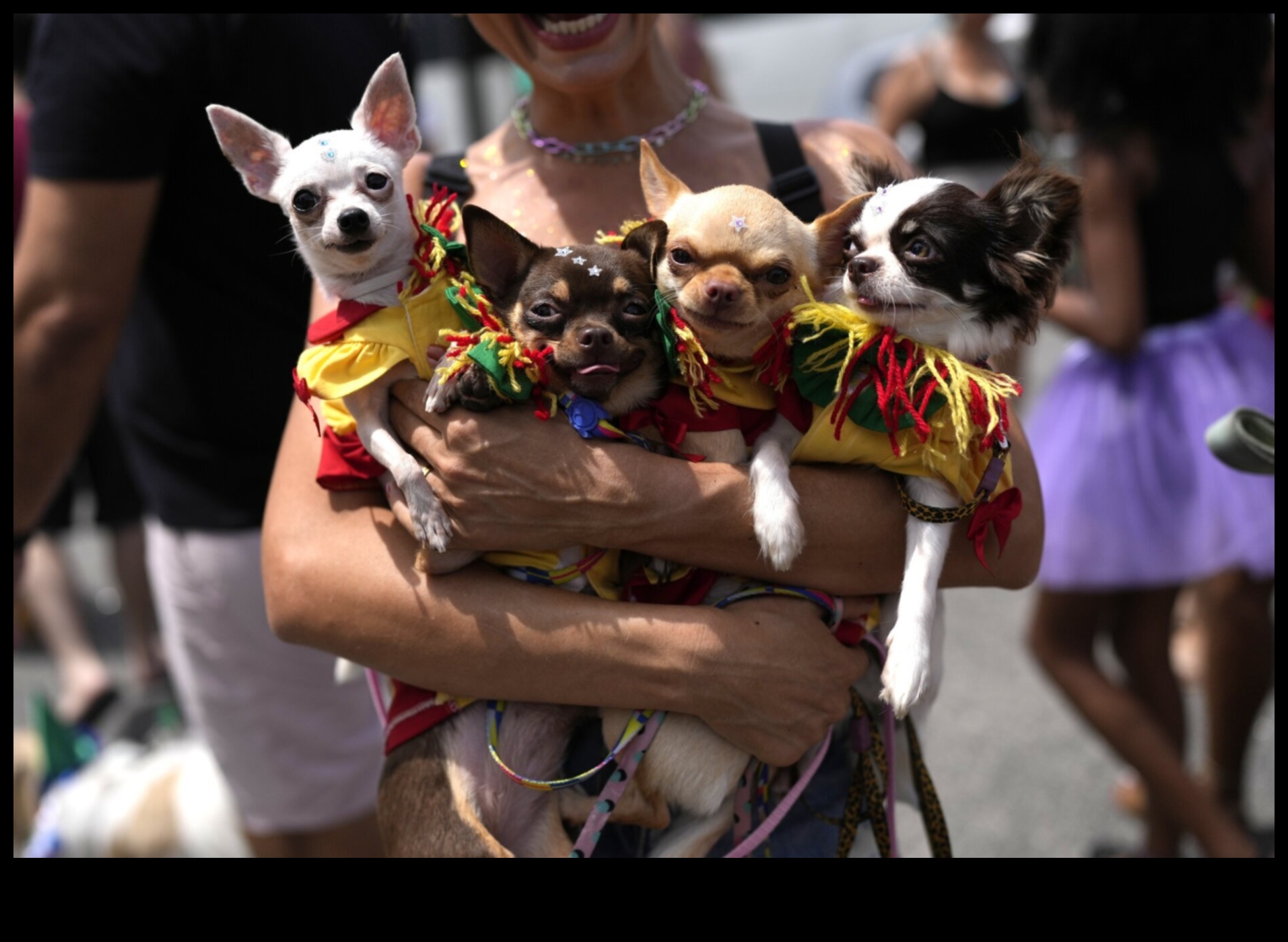 Köpek Karnavalı: Enerjik Köpekler İçin Heyecan Verici Aktiviteler