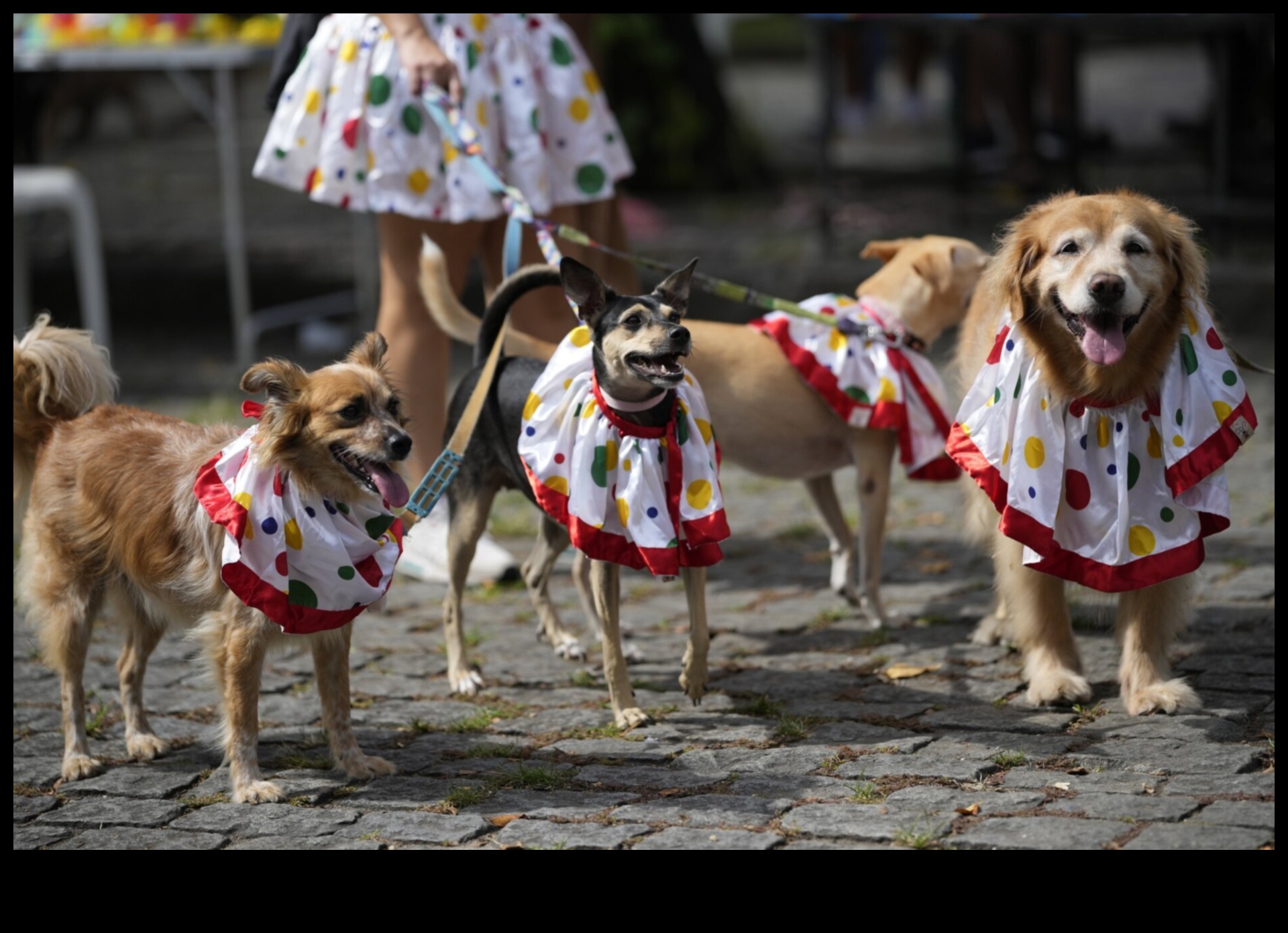 Köpek Karnavalı: Enerjik Köpekler İçin Heyecan Verici Aktiviteler