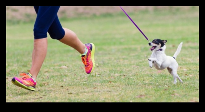 Fido ile Fitness: Köpeğinizin Rutinine Egzersizi Dahil Etmek