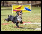 Doggy Disc Dash, Köpek Sporcuları İçin Yeni Frizbi Mücadelelerini Dahil Etmeye Devam Ediyor