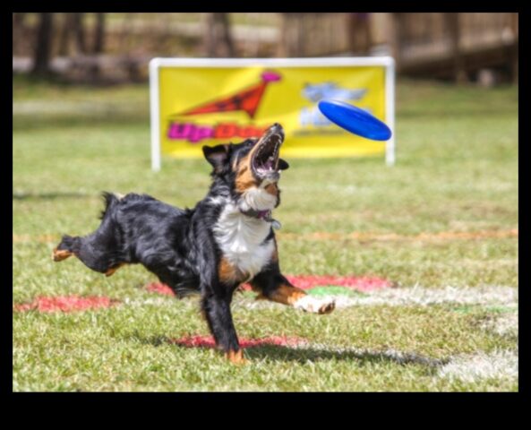 Doggy Disc Dash, Köpek Sporcuları İçin Yeni Frizbi Mücadelelerini Dahil Etmeye Devam Ediyor