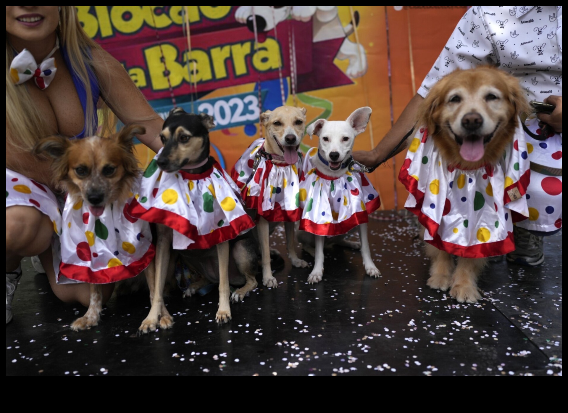 Köpek Karnavalı: Enerjik Köpekler İçin Heyecan Verici Aktiviteler