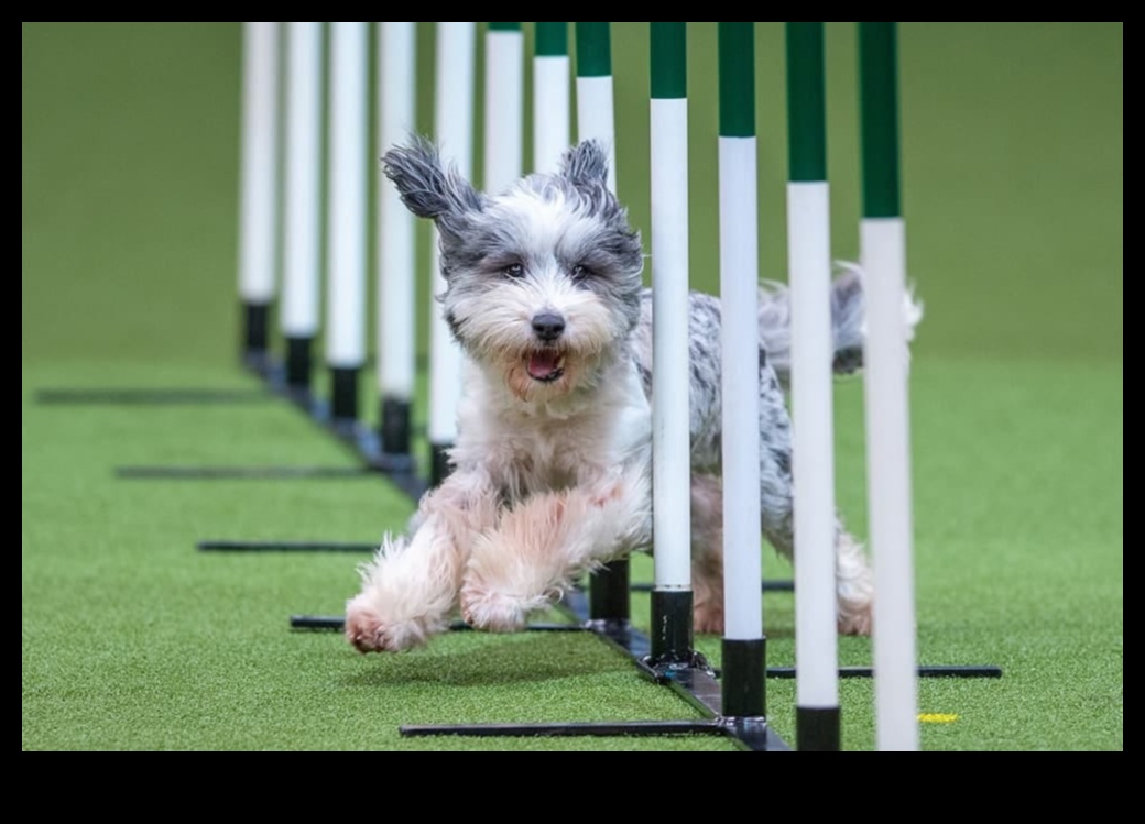 Fido ile Fitness: Köpeğinizin Rutinine Egzersizi Dahil Etmek