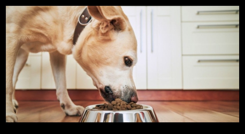 Köpeklerle Yemek: Köpek Sağlığı İçin Beslenme Analizleri