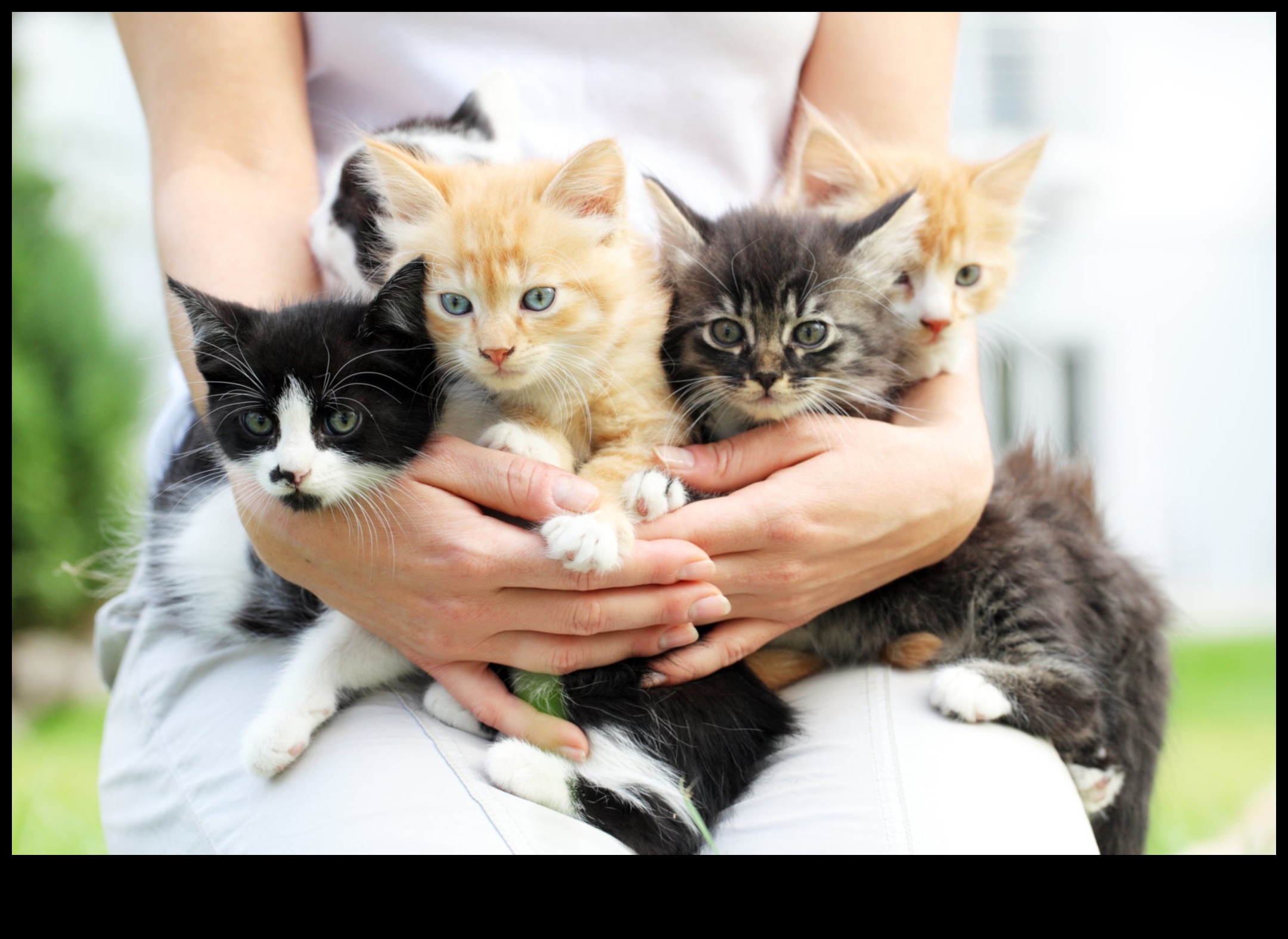 Kitten Korner: Genç Kedi Sahipliği Dünyasında Gezinme